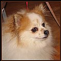 Picture Title - Penny the POM