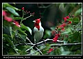 Picture Title - Red-Crested Cardinal