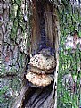 Picture Title - Fungii, bark and web