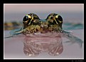 Picture Title - Frog Eyes