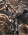 Picture Title - Feeding Time (at the 'roos)