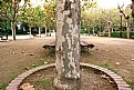 Picture Title - The plane tree