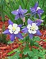 Picture Title - Columbine (Equilegia vulgaris)