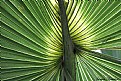 Picture Title - palm leaf