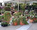 Picture Title - Plants For Sale