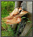 Picture Title - Mushroom