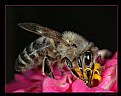 Picture Title - Working bee