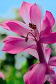 Picture Title - Christmas Cactus