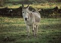 Picture Title - donkey