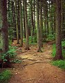 Picture Title - pine forest