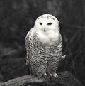 Picture Title - snowy owl