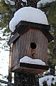 Picture Title - Snow Bird House