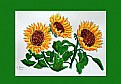 Picture Title - Sunflowers (watercolor)