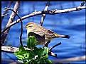 Picture Title - Palm Warbler