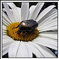 Picture Title - Black insect