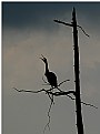 Picture Title - Heron Song 