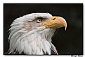 Picture Title - Bald Eagle