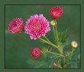 Picture Title - Bud to Bloom