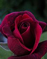 Picture Title - Darkened Rose