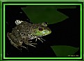 Picture Title - "Bully Frog"