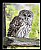 Barred Owl