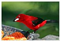 Picture Title - Red Bird