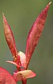 Picture Title - RED LEAVES