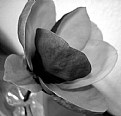 Picture Title - Magnolia