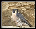 Picture Title - Peregrine Falcon