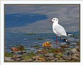 Picture Title - Fishing Gull
