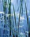 Picture Title - reeds