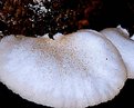 Picture Title - fungi