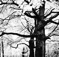 Picture Title - Trees and leaves - infrared