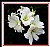 White Amaryllis