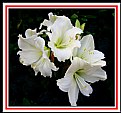 Picture Title - White Amaryllis