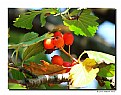 Picture Title - Red Berries