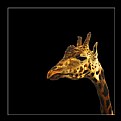 Picture Title - Giraffa