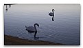 Picture Title - Swan Song crop