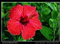 Picture Title - Hibiscus Morning Rain