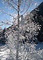 Picture Title - Neige dans les arbres