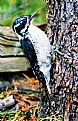 Picture Title - Woodpecker