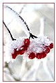 Picture Title - Berries and Snow