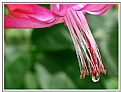 Picture Title - Christmas cactus