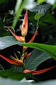 Picture Title - Bird of Paradise