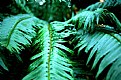 Picture Title - Oregon Ferns