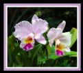 Picture Title - Orchid