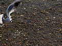 Picture Title - Flying Gull