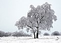 Picture Title - Winter tree