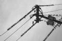 Picture Title - bird on a wire