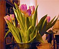 Picture Title - tulips